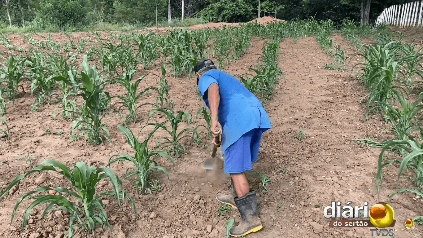 Aos 92 anos, agricultor de Cachoeira dos Índios impressiona ao esbanjar disposição e humor no plantio. Veja vídeo