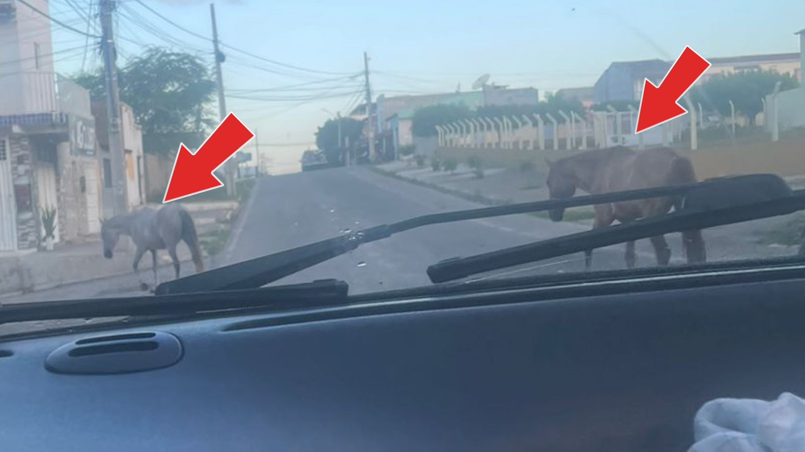 Animais são flagrados circulando livremente pela Rua Sólon Medeiros,em Patos; Secretário diz que serão recolhidos