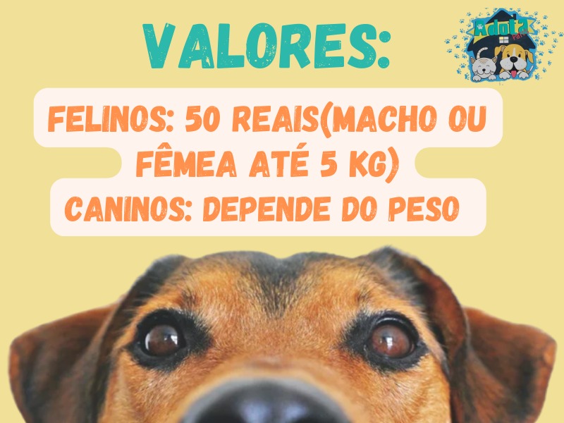 ONG Adota Patos retoma castração de animais no mês de março
