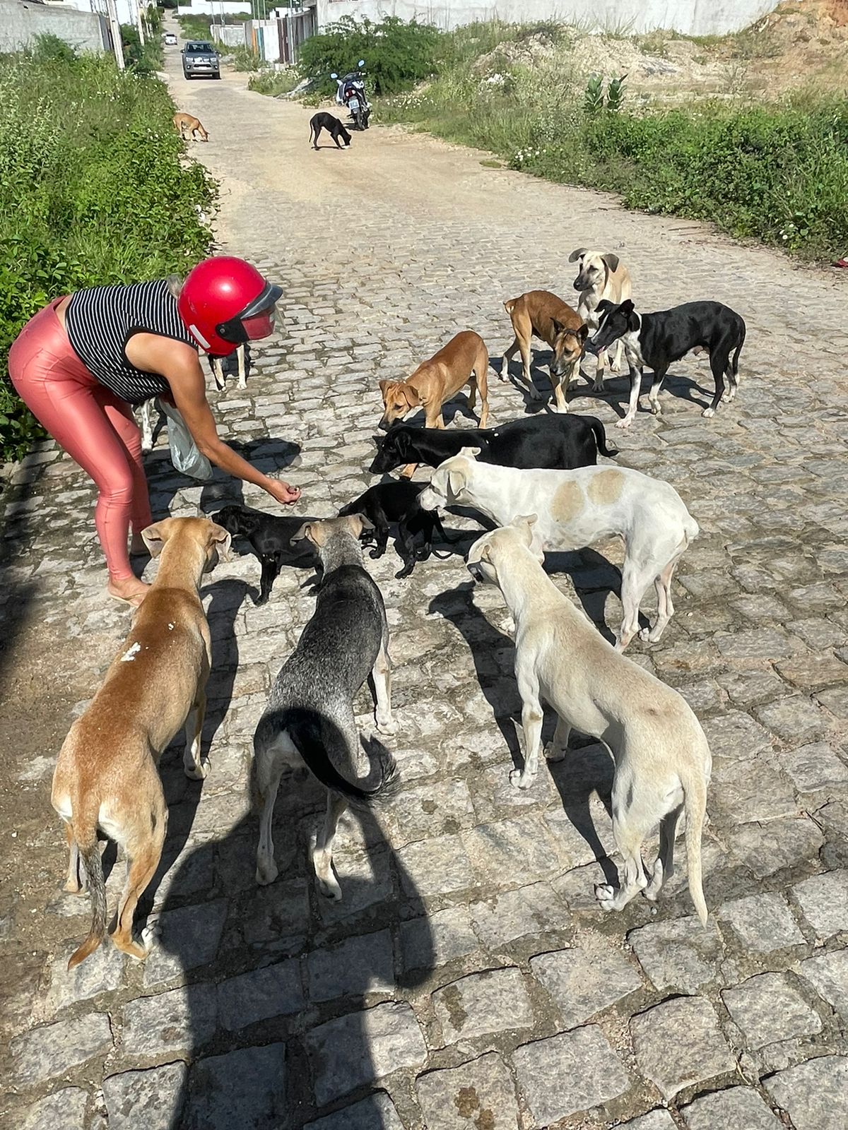 Morador do bairro Novo Horizonte, em Patos, pede ajuda para cães de ruas que estão passando fome; Veja como ajudar