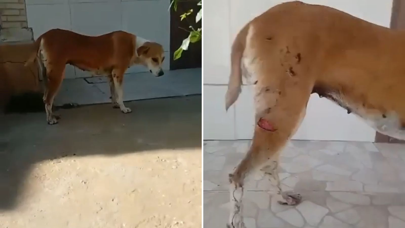 Em Patos, moradora da Rua Dinamérico Palmeira, no bairro Jatobá, denuncia que cadela possa ter sido agredida durante a madrugada desta quinta-feira (02); Veja Vídeo