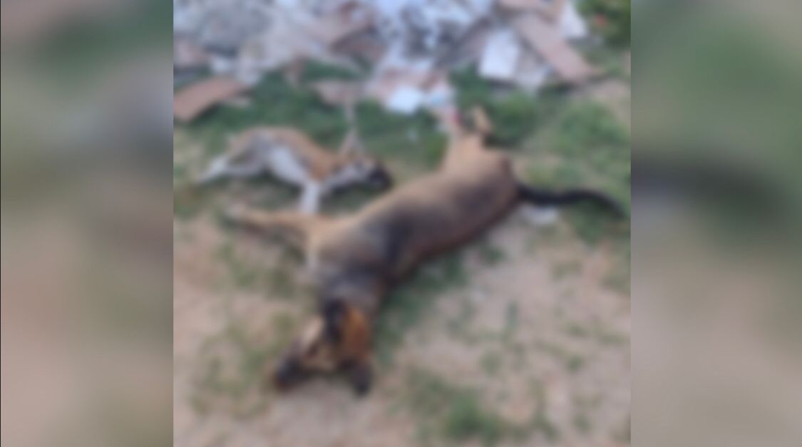 Cães morrem sob suspeita de envenenamento na cidade de Piancó
