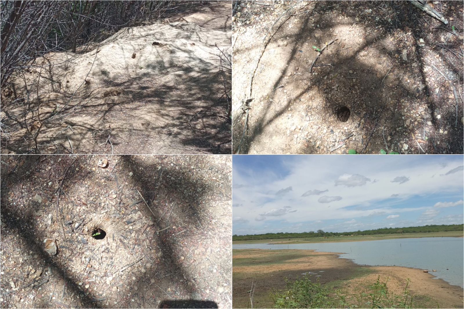 Vereador Josmá Oliveira denuncia formigueiro e falta de manutenção no açude Cascavel, no Campo Comprido, em Patos; secretário diz que manutenção será realizada