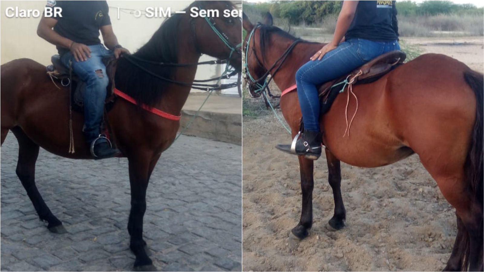 Em Patos: égua é furtada e trabalhador faz apelo para quem encontrar, em Patos