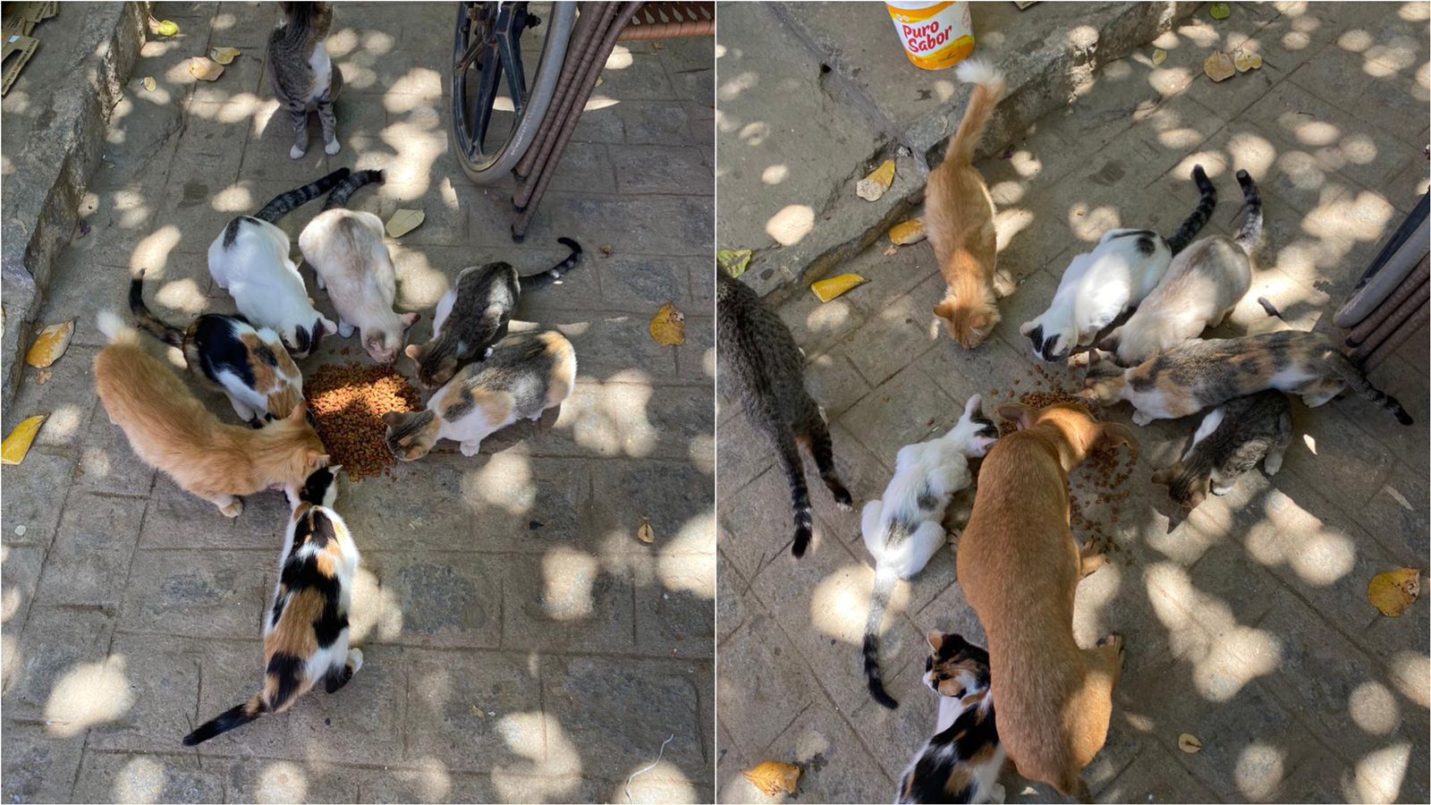 Mulheres criam campanha para arrecadar ração para animais de rua dos bairros Bivar Olinto e Vila Teimosa, em Patos; veja como ajudar