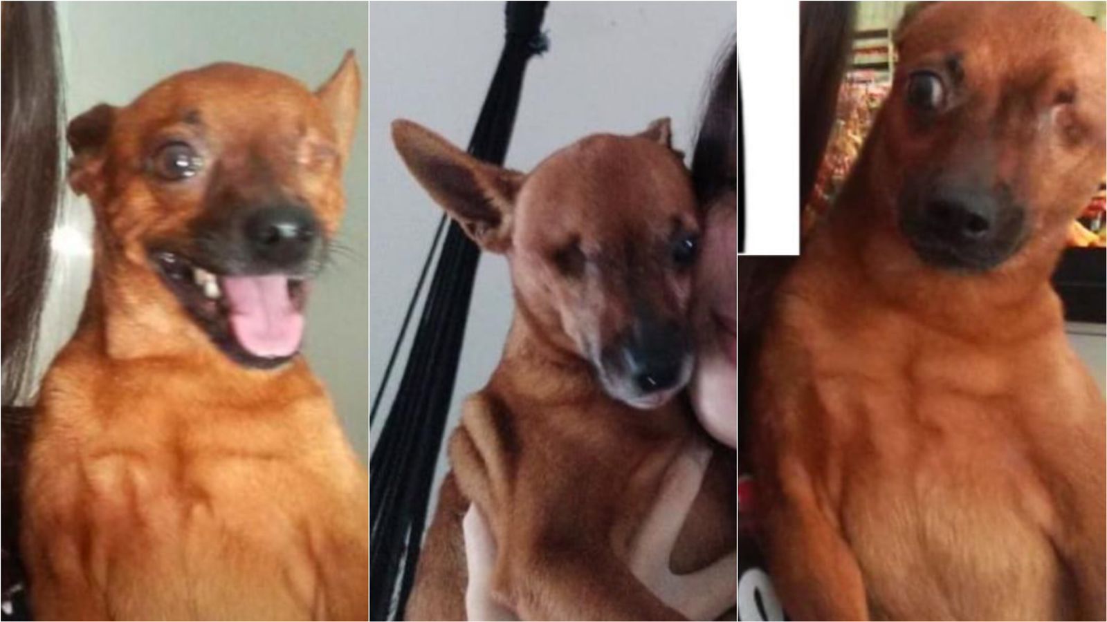Mulher procura cachorro de estimação da raça pinscher que está desaparecido desde a última terça-feira (07), no bairro Santo Antonio, em Patos