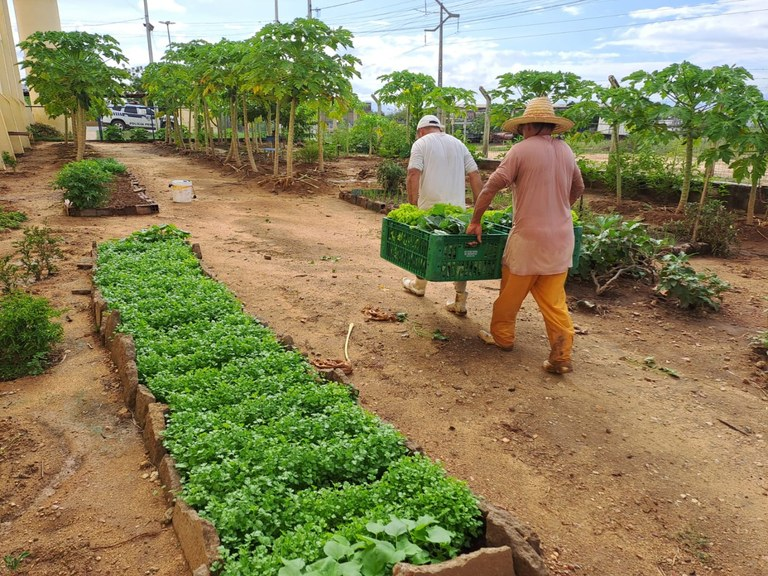 Produção excedente de hortaliças no presídio Padrão de Patos também é doada a entidades filantrópicas