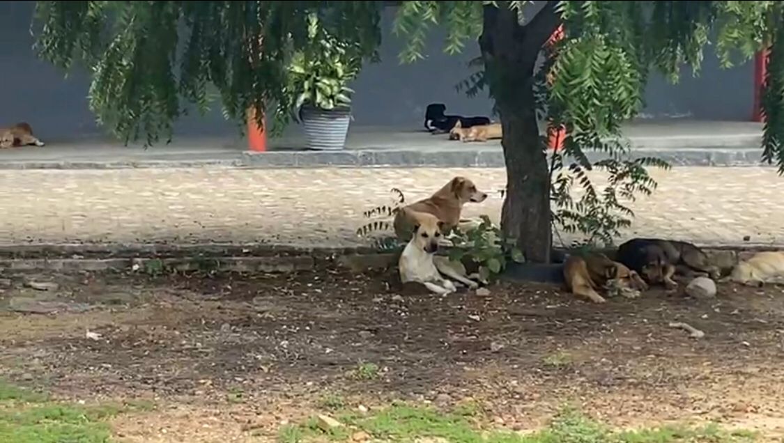 Moradora do bairro Geraldo Carvalho relata grande número de cães de rua que estão passando fome na localidade e cobra providências da Prefeitura; gestão se posiciona. VÍDEO