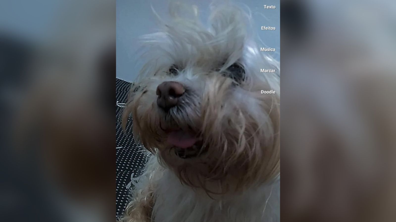 Patoense oferece recompensa para quem encontrar, e devolver, seu cão da raça Maltês