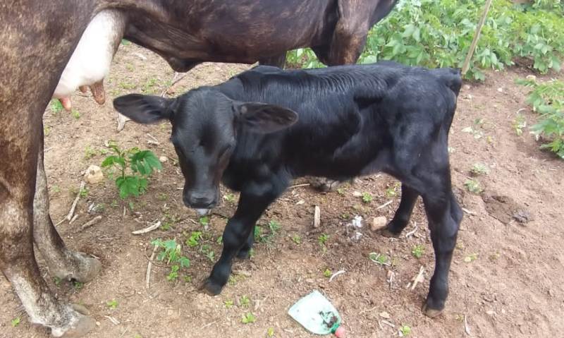Nasce primeiro bezerro de inseminação do Programa de melhoramento genético bovino na zona rural de Patos