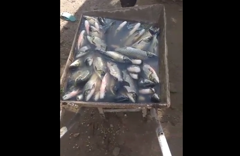 “Corrida de Peixes”: Sertanejos mostram peixes adquiridos após cheia em riachos da região de Patos. Veja 