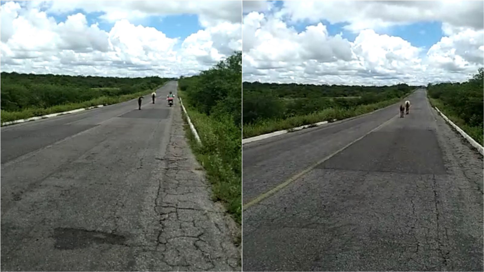 Radialista flagra animais em rodovia entre Patos e São José do Bonfim neste domingo (19), e faz um alerta. Veja