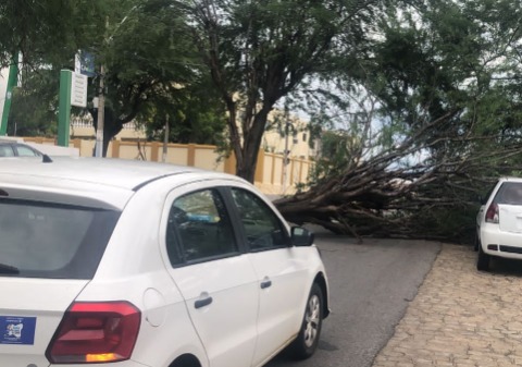 Defesa Civil registra queda de árvores devido fortes chuvas na tarde desta quarta-feira (22) em Patos