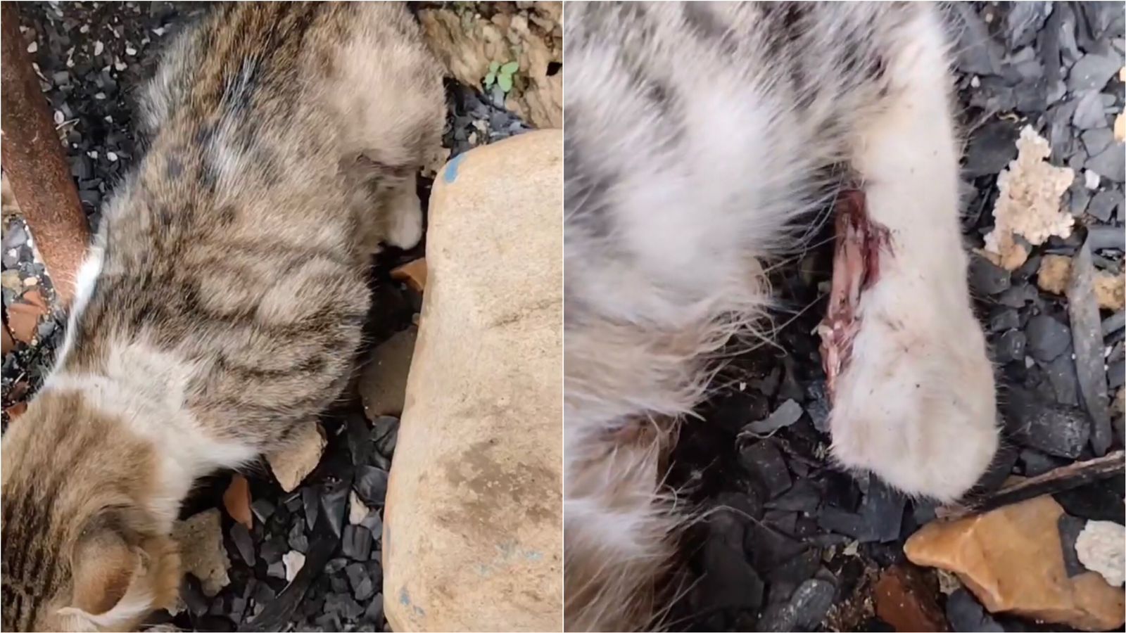 Internauta pede ajuda para gatinho de rua que foi atropelado por carro no bairro Novo Horizonte, em Patos, e está com vários ferimentos. VÍDEO