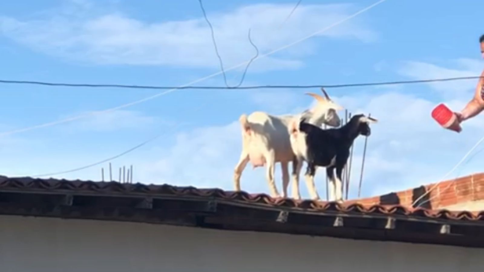 Cabra e cabrito são flagrados passeando pelos telhados no bairro do José Mariz, em Patos; Veja Vídeo