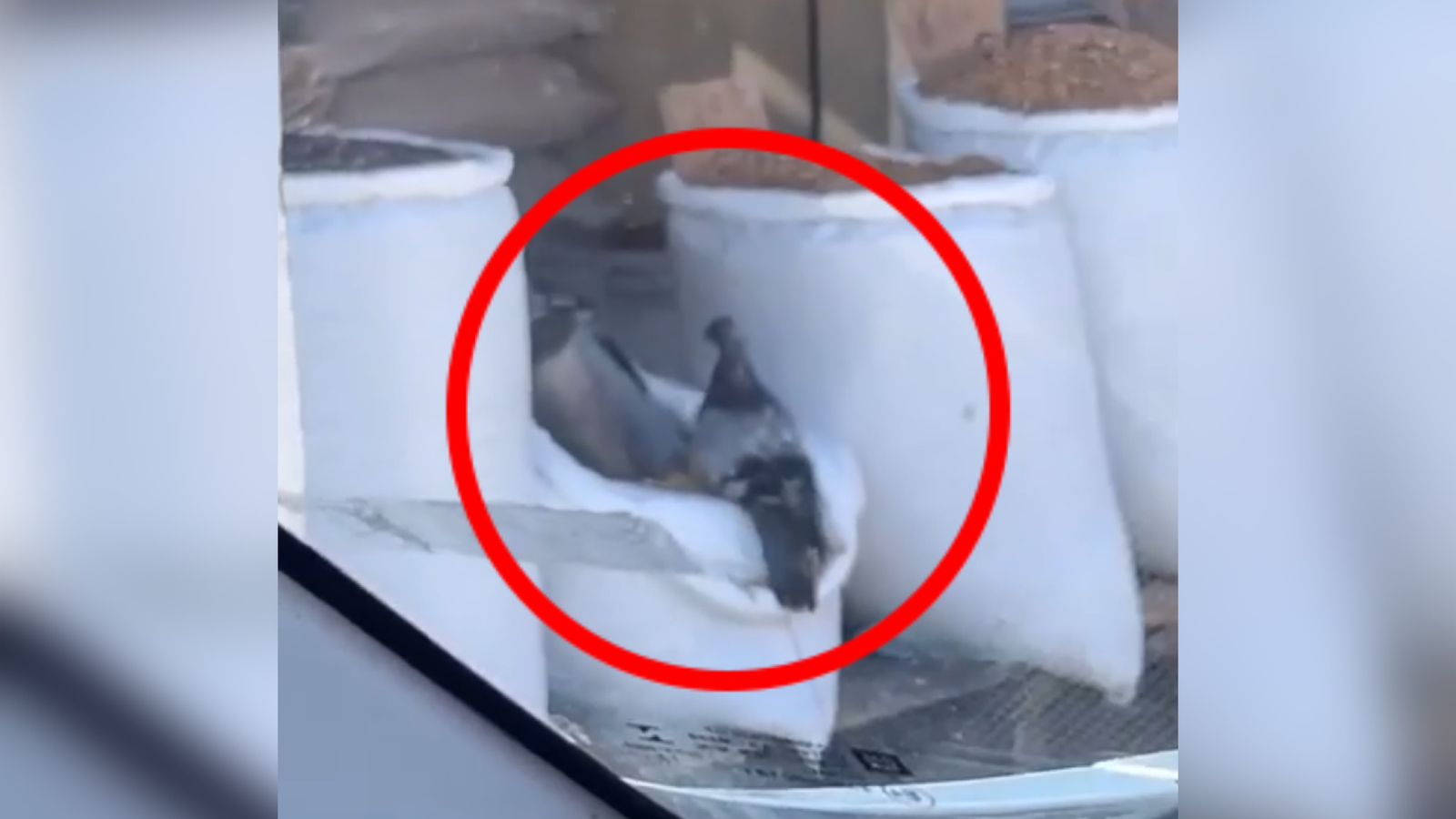 Pombos são flagrados se alimentando em um saco de feijão no Mercado Público de Patos; Veja Vídeo