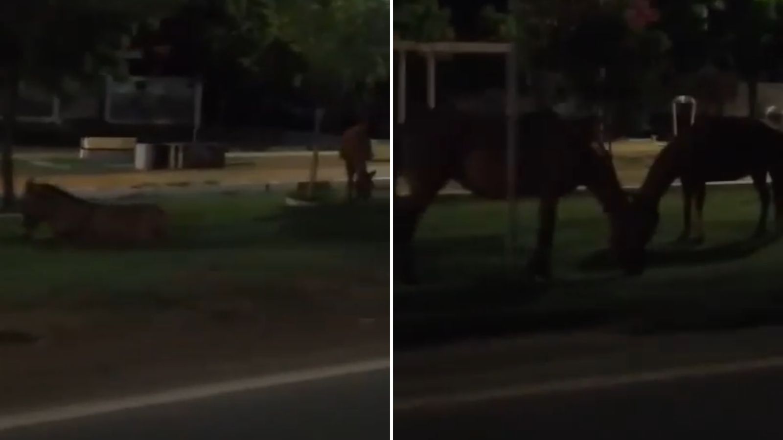 Motoristas alertam para perigo de animais soltos na BR-361, no bairro Bivar Olinto, em Patos
