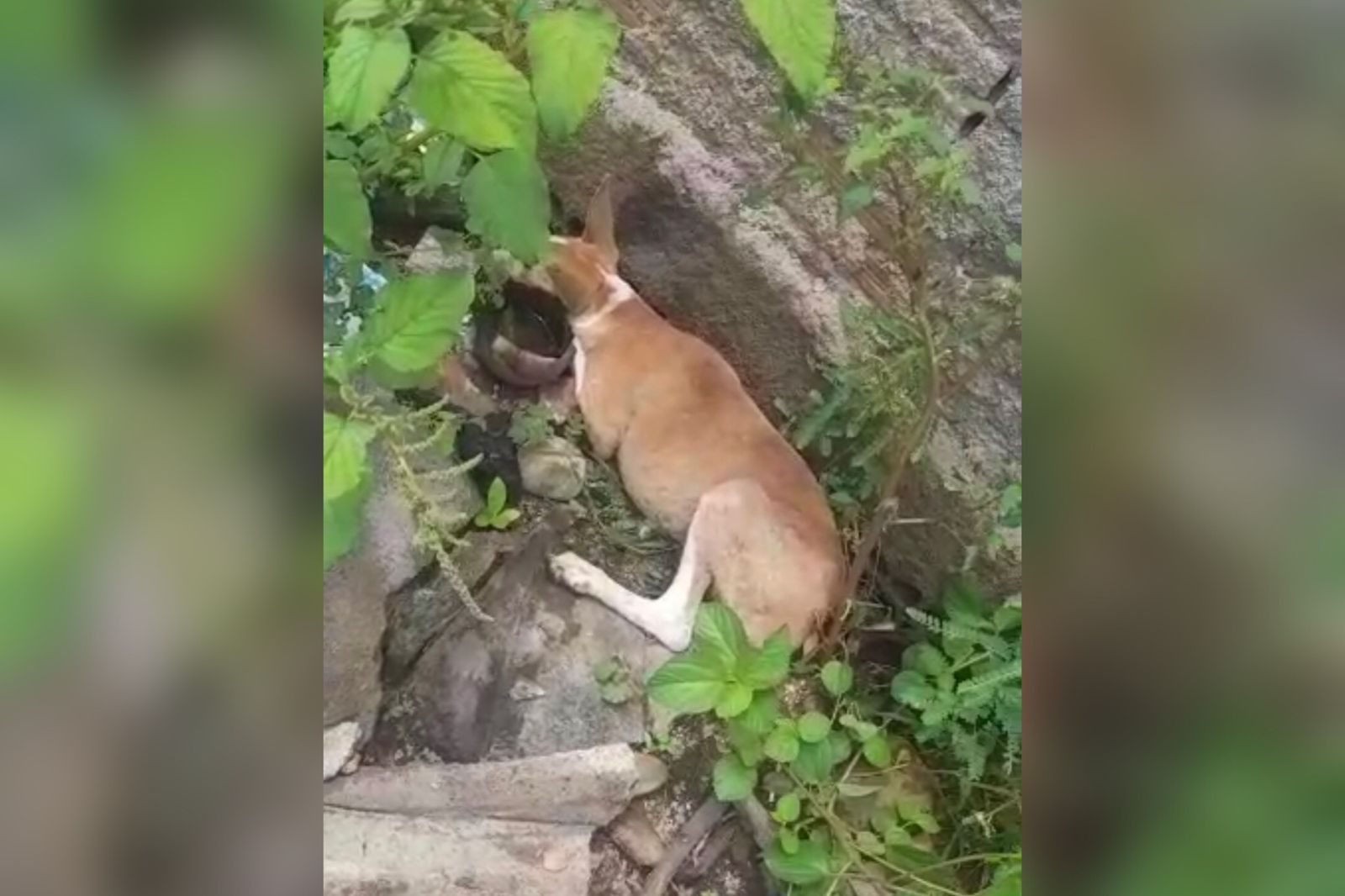 Internauta denuncia que cadela de rua foi envenenada no bairro do Morro, em Patos. VÍDEO