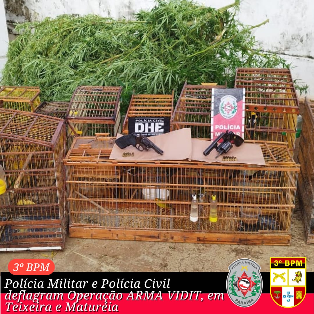 Polícias Militar e Civil apreendem 27 aves silvestres e destroem plantio de maconha na região de Teixeira
