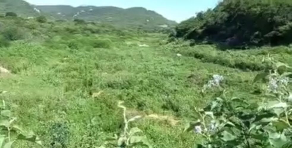 Morador da Comunidade Cipó, em Cacimbas, denuncia abandono no açude da localidade que está coberto de mato. VÍDEO