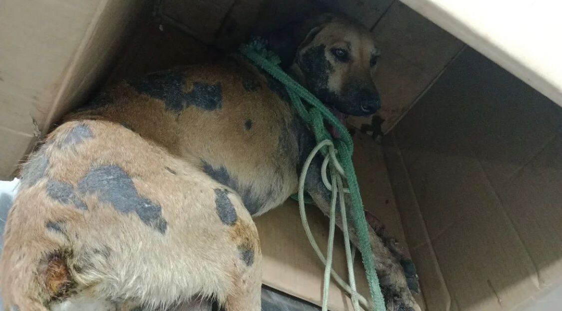 ONG Adota Patos, Sargento Patrian e representante do Canil Municipal fazem resgate de cão de rua que estava com mandíbula deslocada