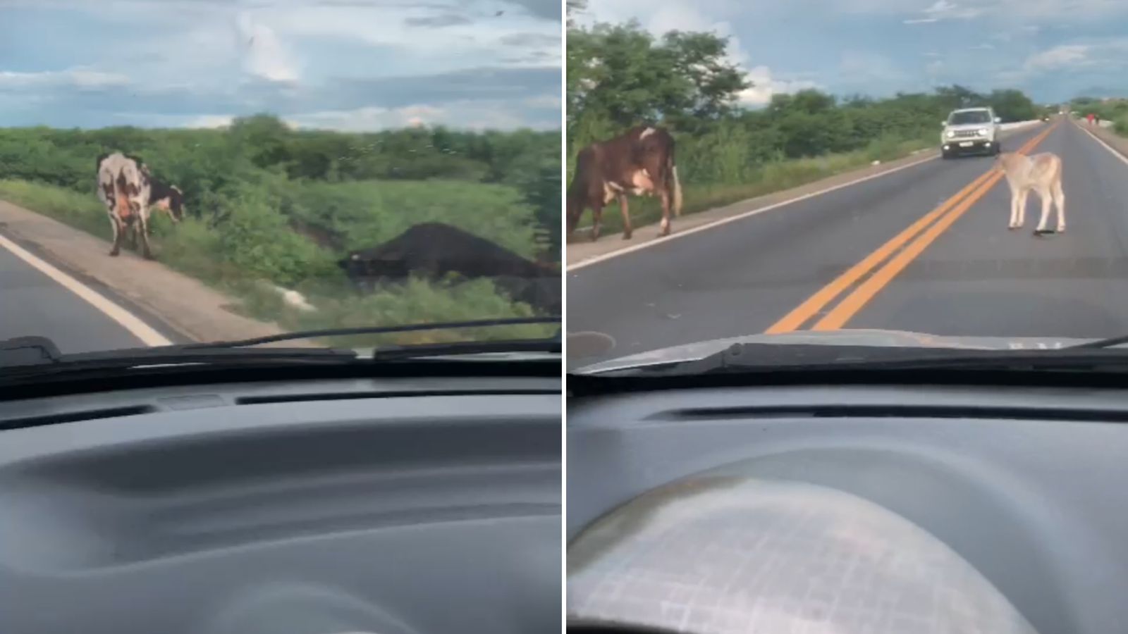 Animais são flagrados circulando na BR-230, nas proximidades da CEASA, em Patos; Veja Vídeo