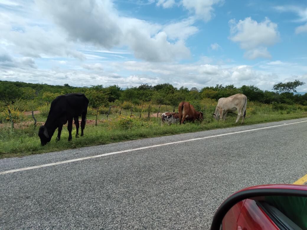 Internauta chama atenção para quantidade de animais pastando às margens da PB-275, entre São José de Espinharas e Patos