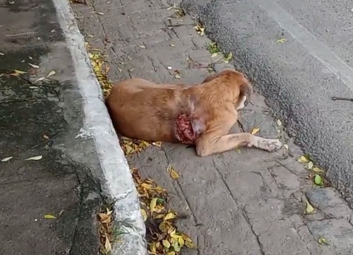 Internauta faz apelo para cachorro de rua que foi atropelado e está com ferimento à mostra, na Rua Felipe Camarão. VÍDEO
