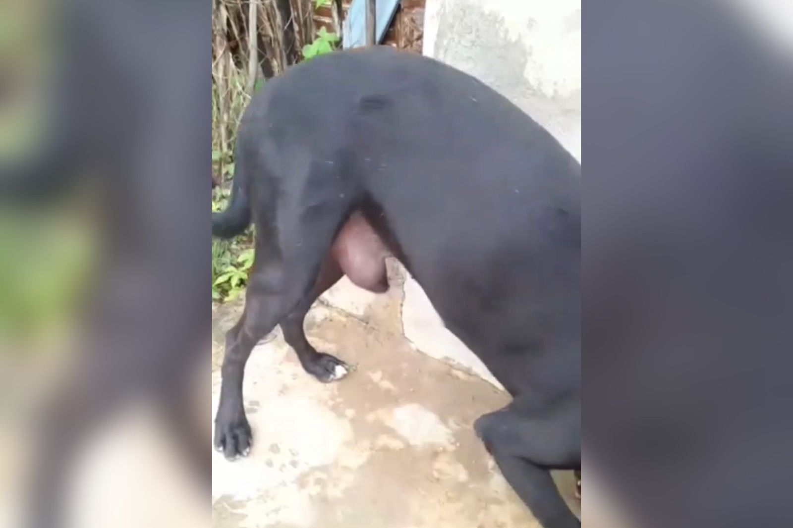 Em Patos, internauta pede ajuda para comprar medicamento para cão de rua que está com doença no pênis: 