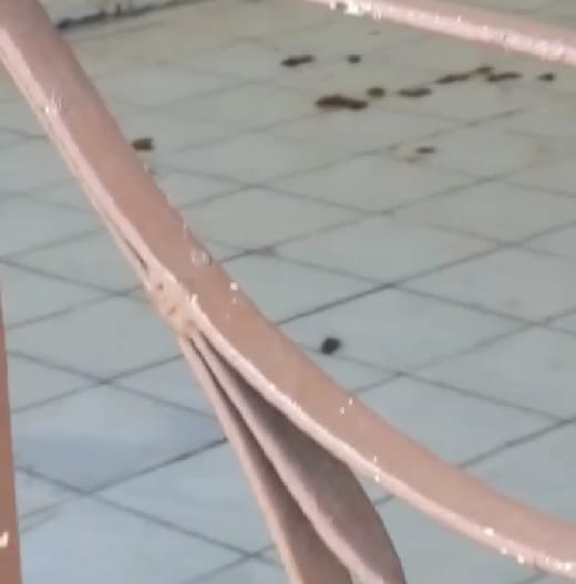 Moradores do Monte Castelo denunciam mau cheiro e fezes de cães em área de residência