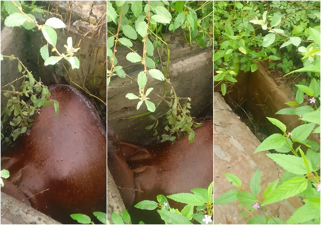 Cavalo é encontrado morto dentro de buraco neste domingo (09) no bairro José Mariz, em Patos. Veja 