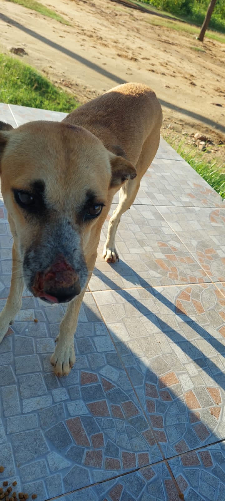 Internauta pede ajuda para cão de rua que está com ferimento no focinho, no bairro da Maternidade, em Patos