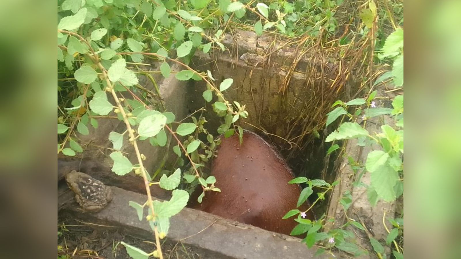 População procura Patosonline.com e relata transtorno com mau cheiro diante de cavalo morto em um buraco no José Mariz, em Patos