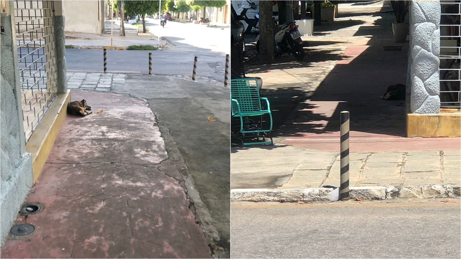 Jovem procura Patosonline.com em busca de ajuda para um cão de rua que está sofrendo. Veja