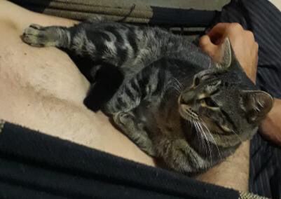 Internauta procura gato de estimação que está desaparecido desde segunda-feira (10), no bairro da Maternidade, em Patos