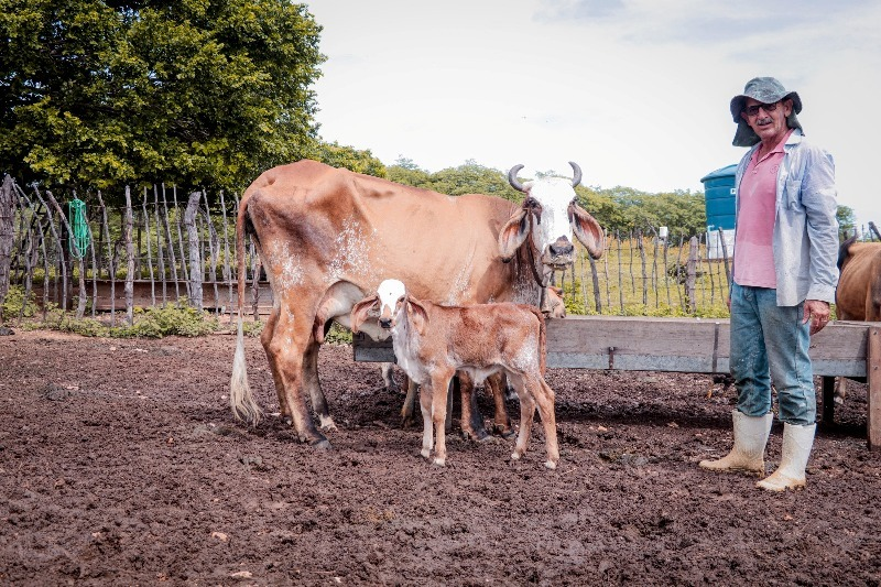 Produtores de Patos comemoram resultado do Programa Mais Pecuária Brasil com nascimento de bezerros