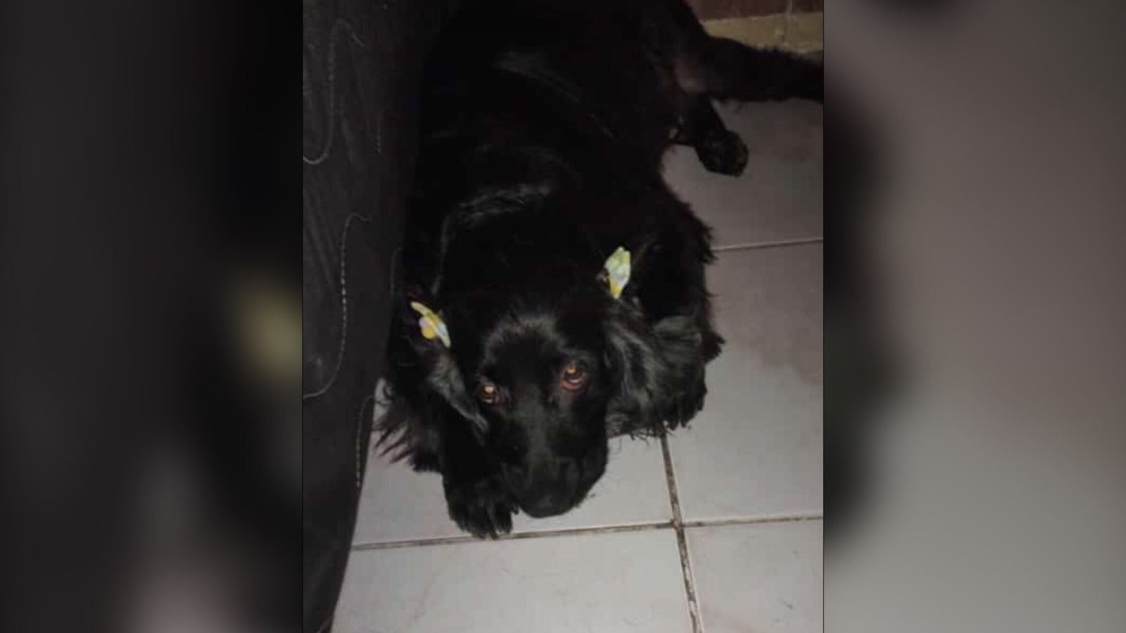 Em Patos, internauta procura cadela de estimação que está desaparecida e oferece recompensa para quem encontrar