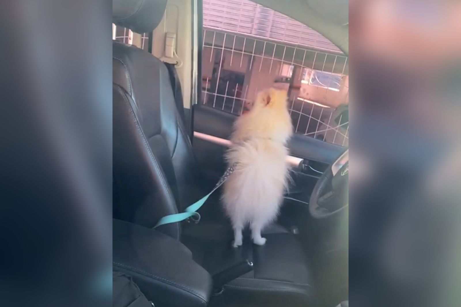 Internauta diz que flagrou cachorrinho de estimação preso dentro de carro durante cerca de 30 minutos, na tarde deste sábado (22), no Centro de Patos