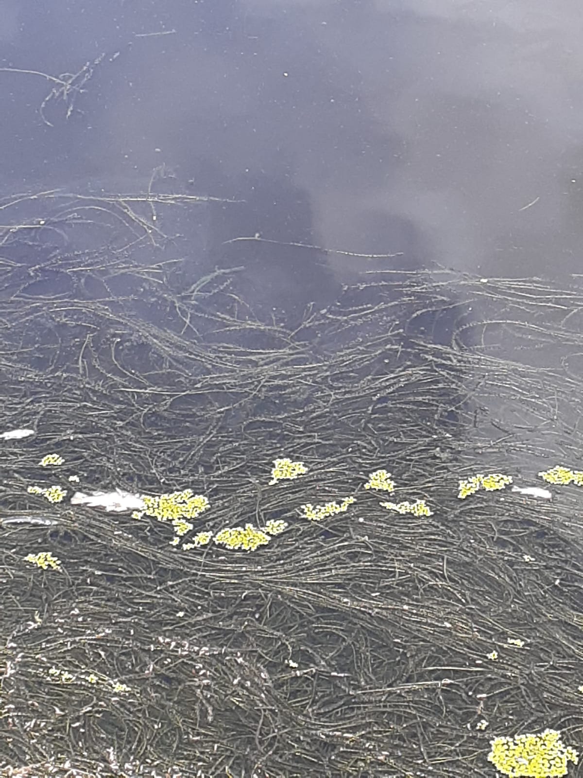 Diversos peixes mortos são vistos boiando no Açude do Jatobá, em Patos. Veja vídeo