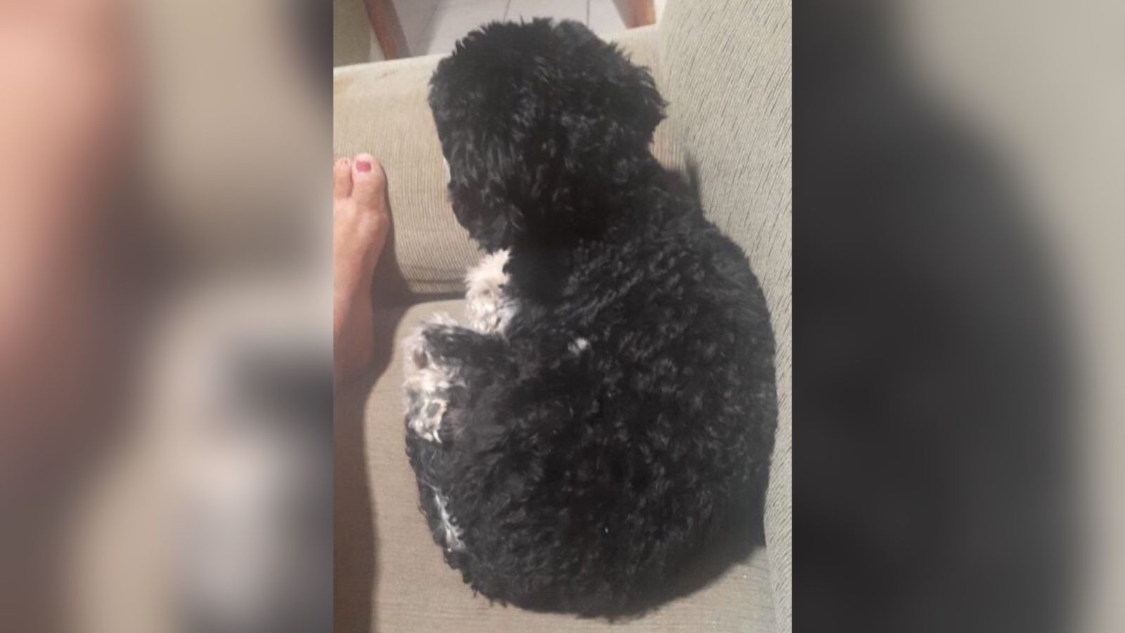 Em Patos, mulher procura cachorro de estimação da raça poodle que pertencente a garoto autista e está desaparecido desde a noite de ontem (23)