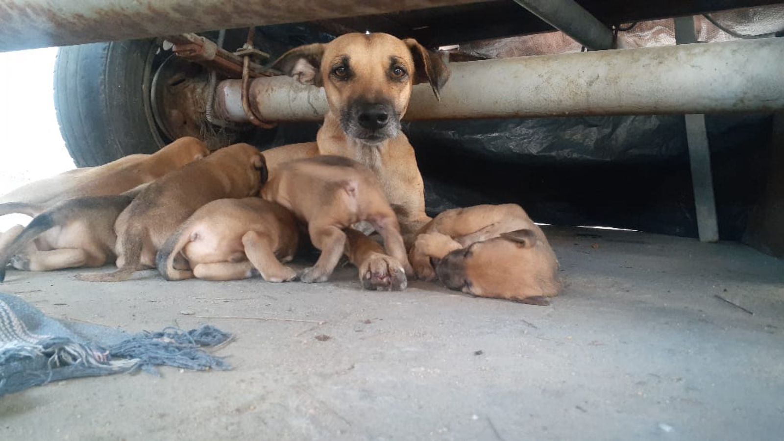 Moradores do Jatobá pedem ajuda para lidar com cadela que está atacando os transeuntes