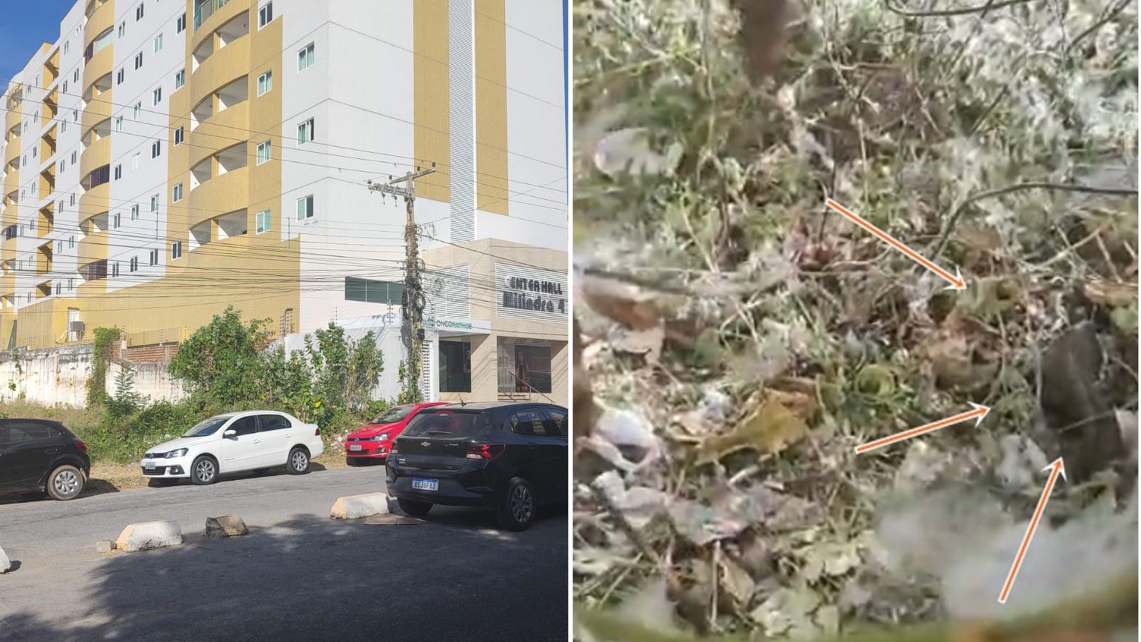 Motorista de aplicativo procura Patosonline.com e pede ajuda para alguém salvar filhotes de cachorro que foram abandonados