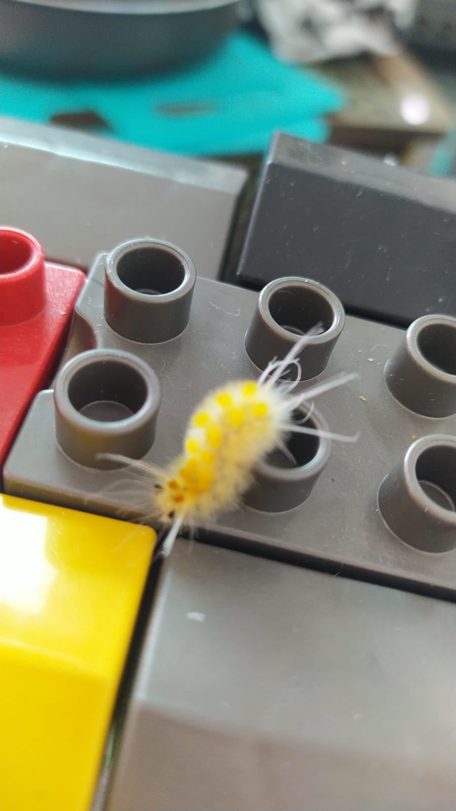 Moradora relata infestação de insetos perigosos em terreno particular abandonado no bairro da Maternidade, em Patos; Prefeitura diz que proprietário já foi notificado