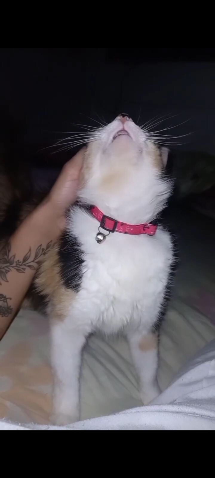 Mãe procura gatinha de estimação da filha que fugiu de casa e está desaparecida: 