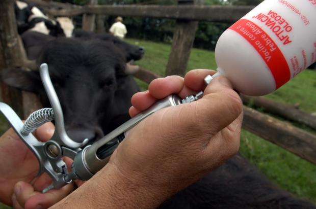 Vacinação contra a febre aftosa começa nesta segunda na Paraíba e outros 13 estados