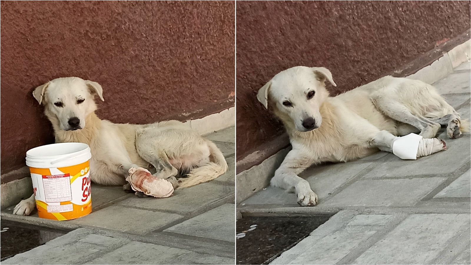 Internauta pede ajuda para cachorro de rua que está com a pata machucada e perdendo muito sangue, no bairro Belo Horizonte