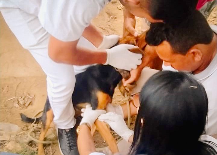 Vigilância Ambiental de Areia de Baraúnas realiza trabalho de prevenção contra a leishmaniose e calazar