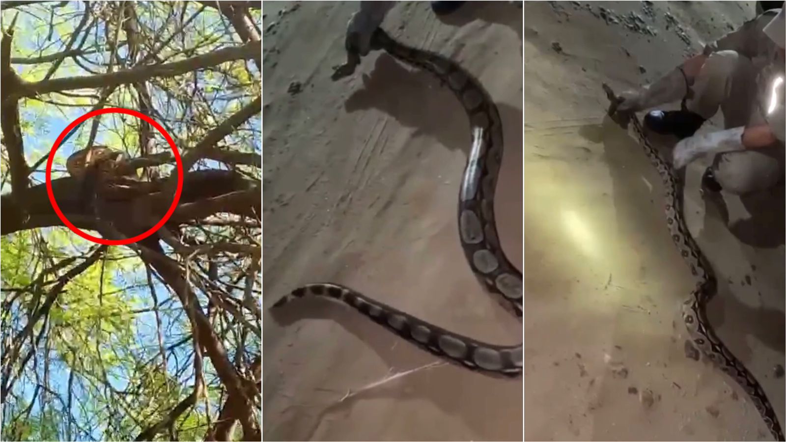 Corpo de Bombeiros realiza resgate de cobra jiboia que estava em árvore próxima de residências, na Rua Dino Guedes, no bairro Jatobá. VÍDEO