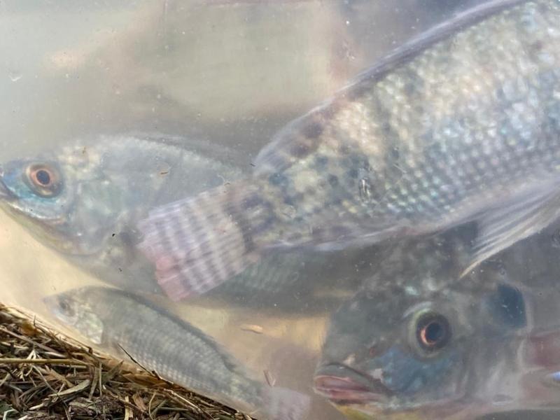 Secretaria de Agricultura abre inscrições para interessados em adquirir alevinos para povoamento de açudes