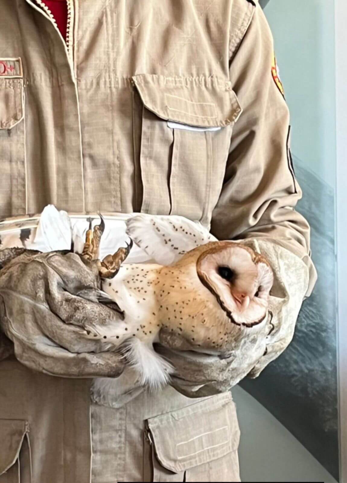 Corpo de Bombeiros realiza resgate de coruja que havia caído em varanda de apartamento, em Patos